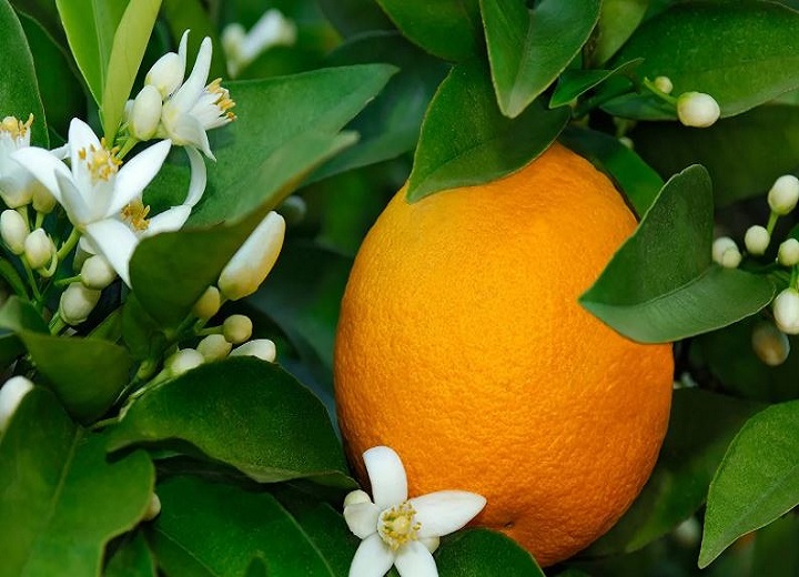 photo citrus