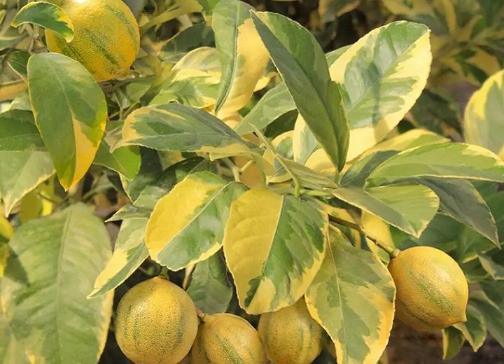 photo citrus