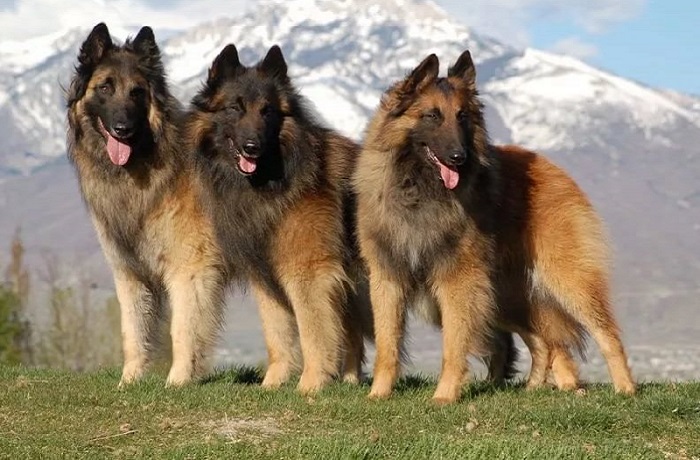 dog photo