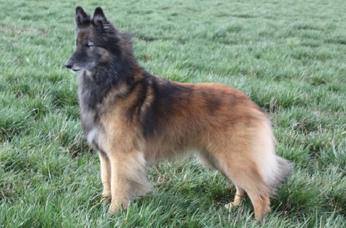 dog photo