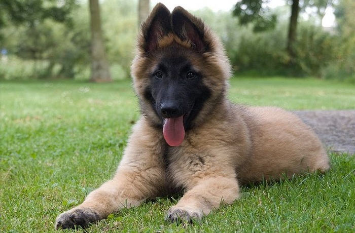 dog photo