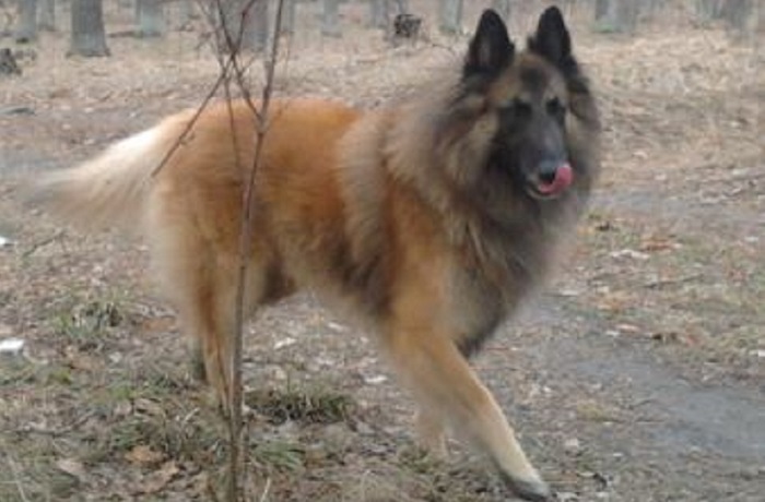 dog photo