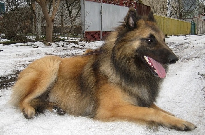 dog photo