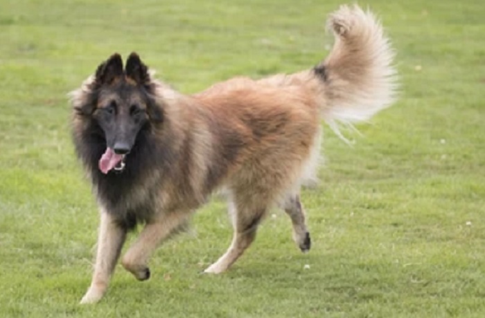 dog photo