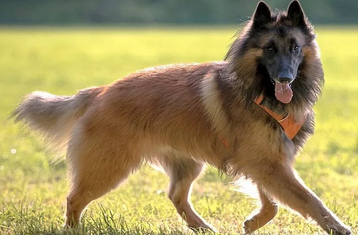 dog photo