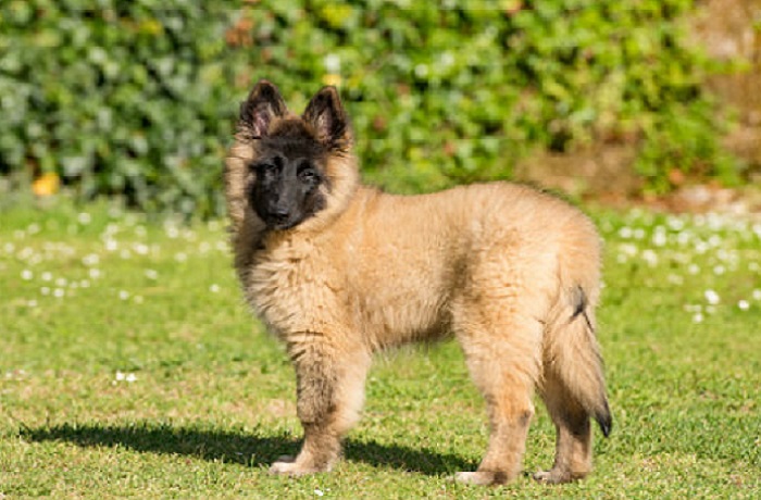 dog photo