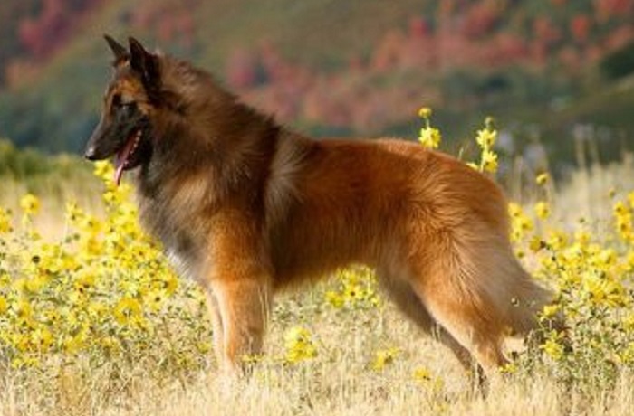 dog photo