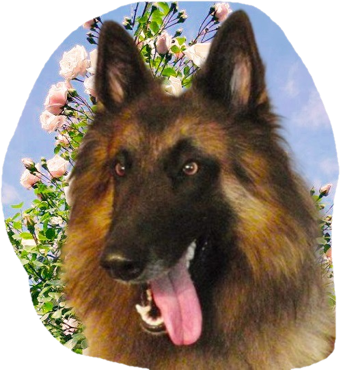 tervuren photo